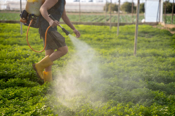 Best Ant Control Services  in Melrose Park, IL