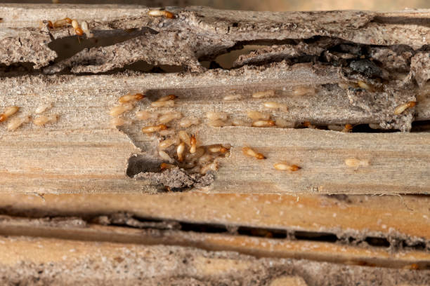 Best Mosquito Control Services  in Melrose Park, IL