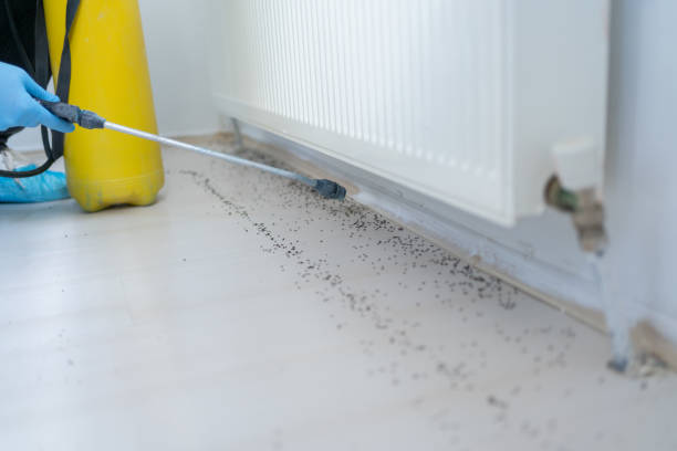 Best Bed Bug Extermination  in Melrose Park, IL